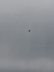 Flies on windows... HELP!