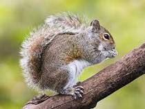 Squirrels eating my sweetcorn