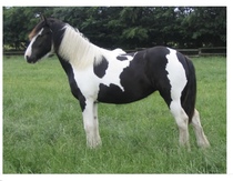 What's the strangest thing you've seen in someone's house that they thought was 'normal'?