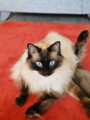 Indoor cat breed help