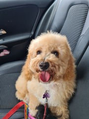 Cavapoochon - what does yours look like?