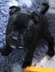 Puppy survival thread September and the pups just want to eat all the leaves!