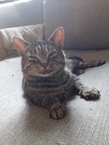 Brexit Megathread - Part 1 because it's not over by a long shot