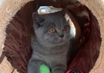 Picking up my kitten tomorrow (Pics included) Insurance?