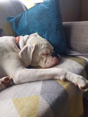 Puppy survival thread. Cold nights in the garden ... yeah...no