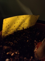 Fruit flies?
