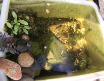 Micro pond fail?