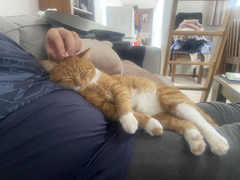 To get a cat when I don’t like cats?