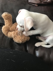 The shy puppy