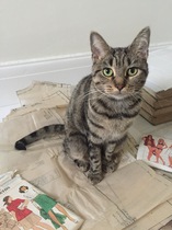 My house is now a foster cat hospital!