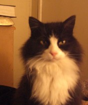 My cat who went missing is better...