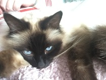 Indoor cat breed help