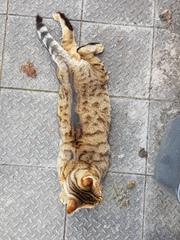Thug cat part 4.  After all, it's not my Axminster.