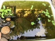 Micro pond fail?