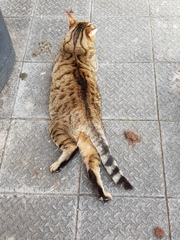Thug cat part 4.  After all, it's not my Axminster.