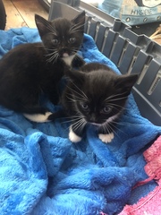 Kitten names!!