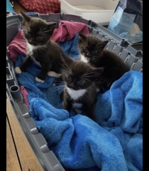 Kitten names!!