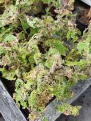 What on earth is doing this to my mint??