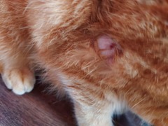 What is this on my cat?