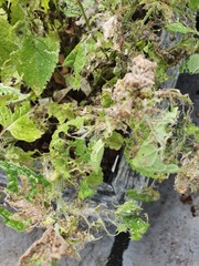 What on earth is doing this to my mint??