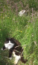 My cat who went missing is better...