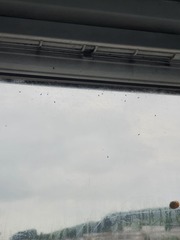 Flies on windows... HELP!