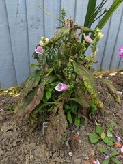 Gardeners advice needed
