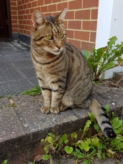 Thug cat part 4.  After all, it's not my Axminster.