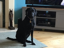 How many pets do you have?