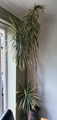 Advice needed! What should I do with Spike the Yucca??