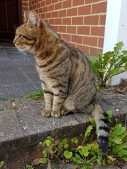 Thug cat part 4.  After all, it's not my Axminster.