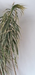Advice needed! What should I do with Spike the Yucca??