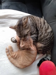 Ginger kitten