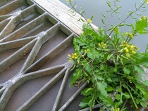 Can anyone help ID this wild flowering plant please?