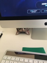Best kitten photo ever
