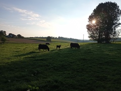 Walking for exercise/ mental and physical health/ as a hobby