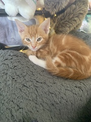 To ask for name ideas for kitten.