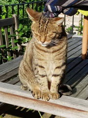 Thug cat part 4.  After all, it's not my Axminster.