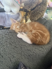 To ask for name ideas for kitten.