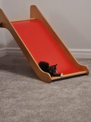 New Kitten After Heartbreak