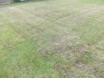 Pimping up this worn lawn