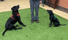 Puppy Survival Thread August part 2