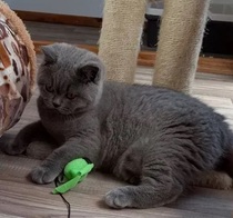 Picking up my kitten tomorrow (Pics included) Insurance?