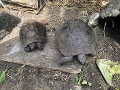 My 55 year old tortoise is poorly!
