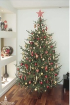 Christmas Tree World Ultra Mountain Pine or Woodland Pine?