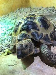 My 55 year old tortoise is poorly!