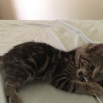 Best kitten photo ever