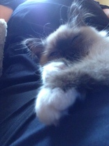 Best kitten photo ever