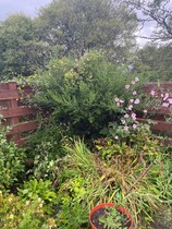 new gardener - south facing border help (Scotland)