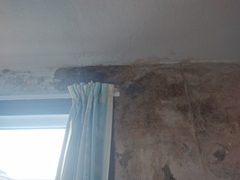 Pigletjohn - help with damp